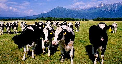 Cows on a farm
