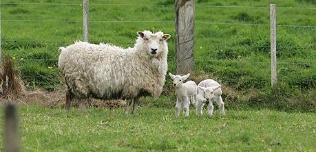Sheep grazing